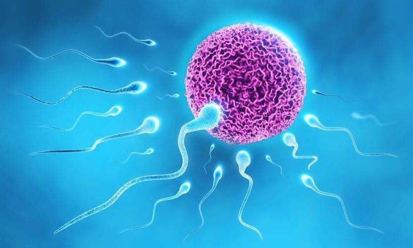 sperme dans la composition du lubrifiant chez l'homme